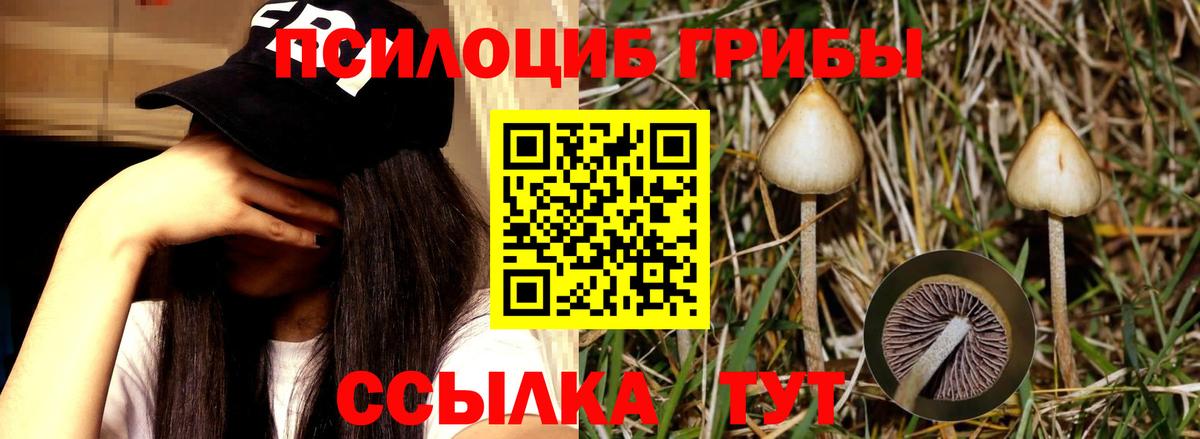 Галлюциногенные грибы MAGIC MUSHROOMS  Кольчугино 
